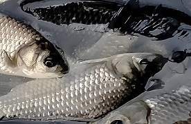 水产干货